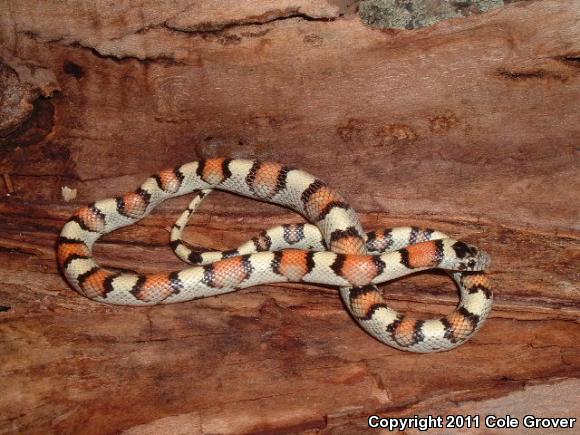 pale milksnake pale milksnake