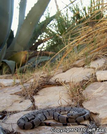 Gray-banded Kingsnake (Lampropeltis alterna)