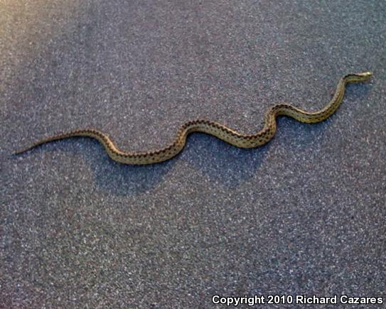 San Diego Gopher Snake (Pituophis catenifer annectens)