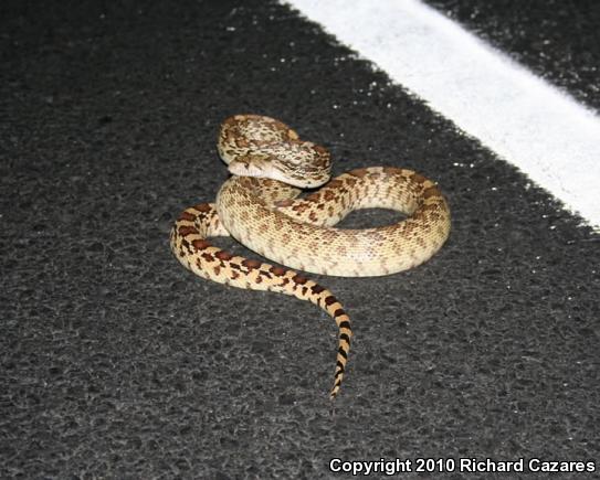 Sonoran Gopher Snake (Pituophis catenifer affinis)