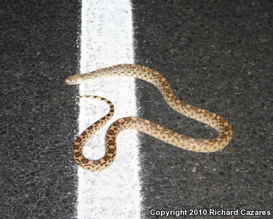 Sonoran Gopher Snake (Pituophis catenifer affinis)