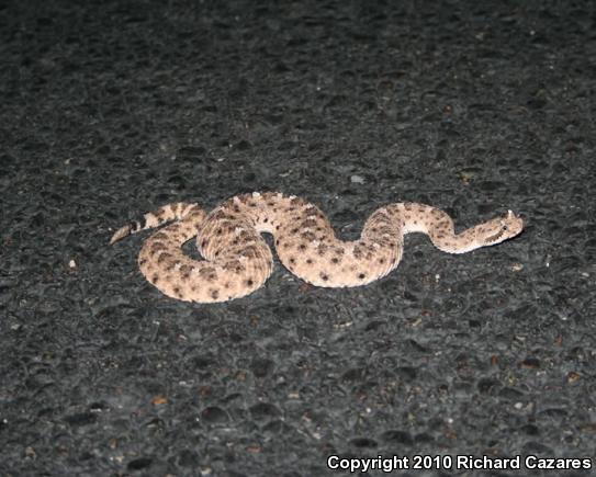 Sonoran Sidewinder (Crotalus cerastes cercobombus)