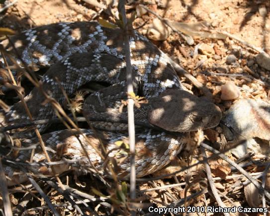 Red Diamond Rattlesnake (Crotalus ruber)