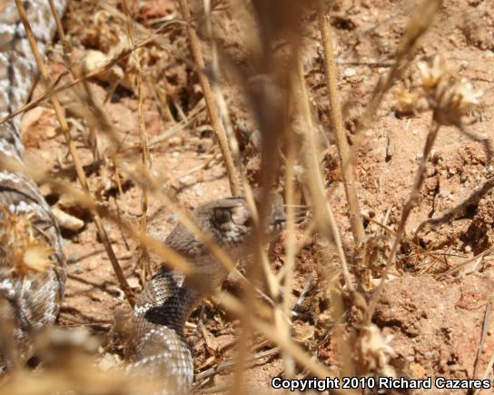 Red Diamond Rattlesnake (Crotalus ruber)