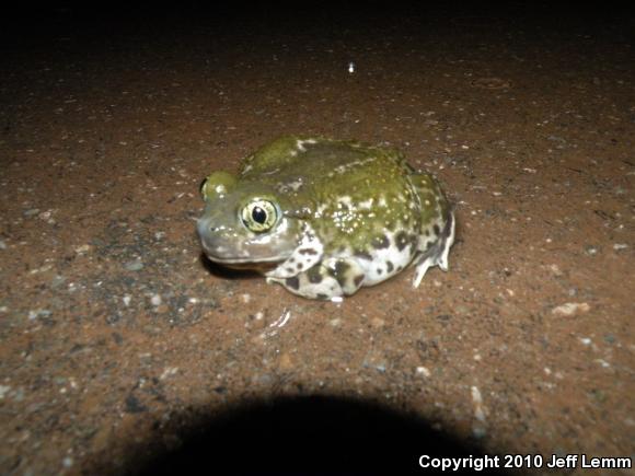 Western Spadefoot (Spea hammondii)