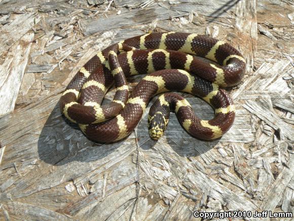 California Kingsnake (Lampropeltis getula californiae)