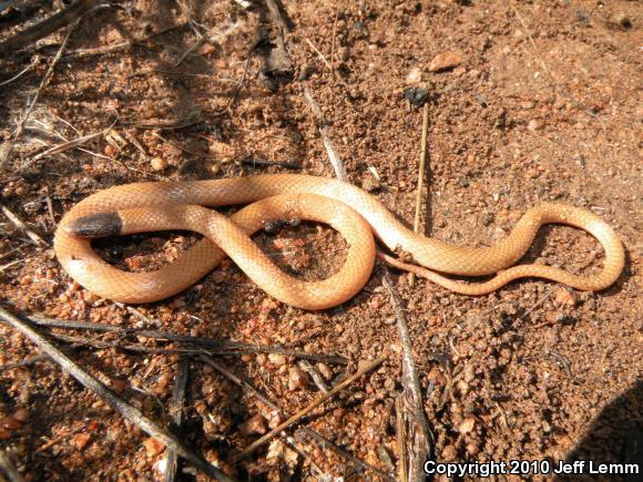 Western Black-headed Snake (Tantilla planiceps)