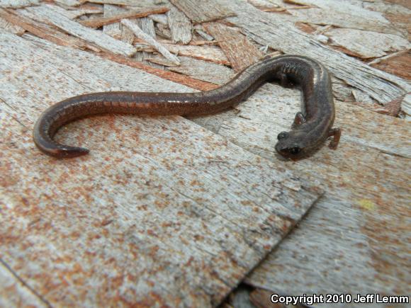 Garden Slender Salamander (Batrachoseps major major)