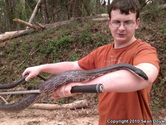 Black Ratsnake (Pantherophis obsoletus obsoletus)