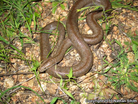 Coastal Rosy Boa (Lichanura trivirgata roseofusca)