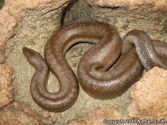 Coastal Rosy Boa (Lichanura trivirgata roseofusca)