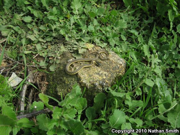 Two-striped Gartersnake (Thamnophis hammondii)