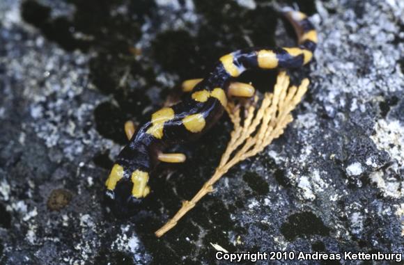 Yellow-blotched Ensatina (Ensatina eschscholtzii croceater)