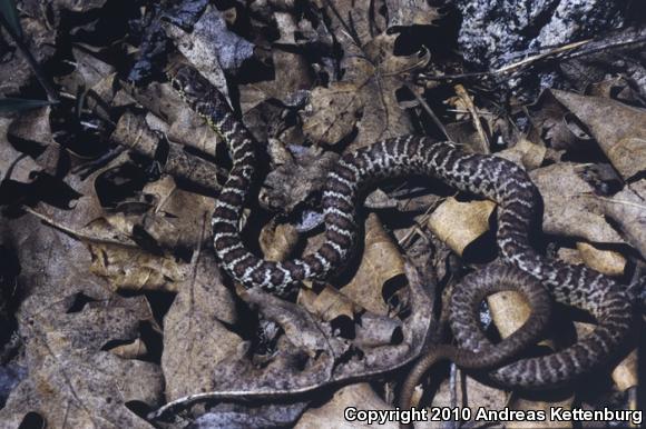 Western Yellow-bellied Racer (Coluber constrictor mormon)