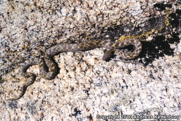 San Diego Nightsnake (Hypsiglena ochrorhyncha klauberi)