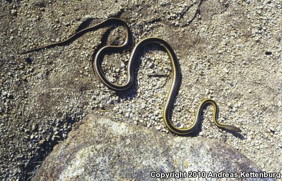 Desert Striped Whipsnake (Coluber taeniatus taeniatus)