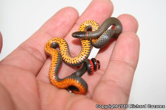 San Diego Ring-necked Snake (Diadophis punctatus similis)