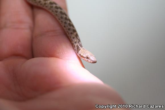 San Diego Nightsnake (Hypsiglena ochrorhyncha klauberi)