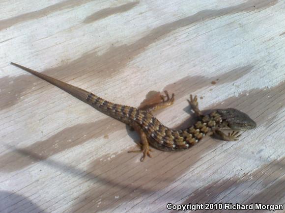 San Diego Alligator Lizard (Elgaria multicarinata webbii)