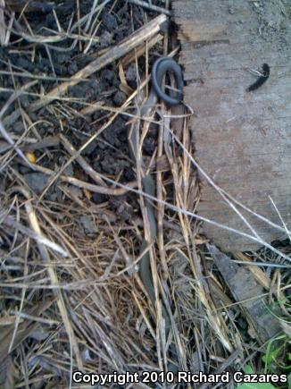 San Diego Ring-necked Snake (Diadophis punctatus similis)