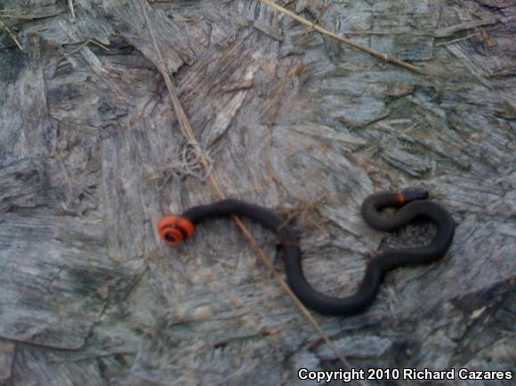 San Diego Ring-necked Snake (Diadophis punctatus similis)