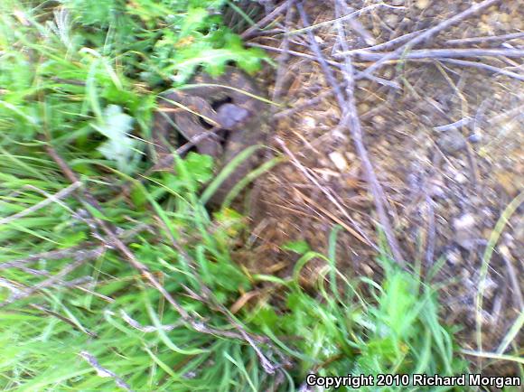 Southern Pacific Rattlesnake (Crotalus oreganus helleri)