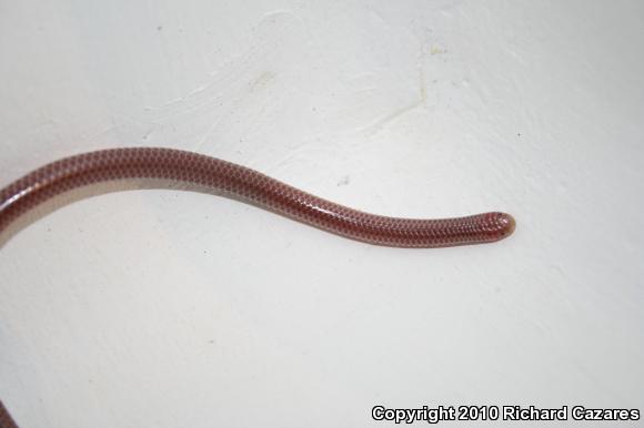 SouthWestern Threadsnake (Leptotyphlops humilis humilis)