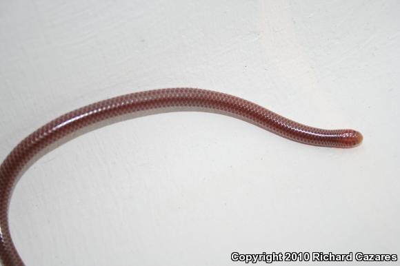 SouthWestern Threadsnake (Leptotyphlops humilis humilis)