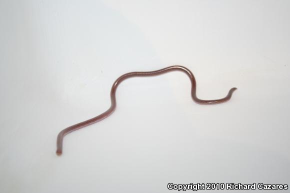 SouthWestern Threadsnake (Leptotyphlops humilis humilis)