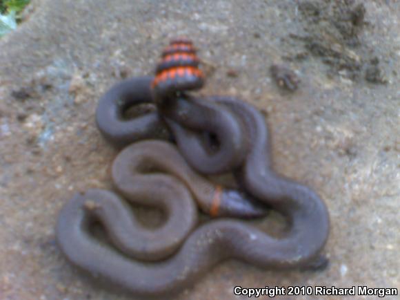 San Bernardino Ring-necked Snake (Diadophis punctatus modestus)