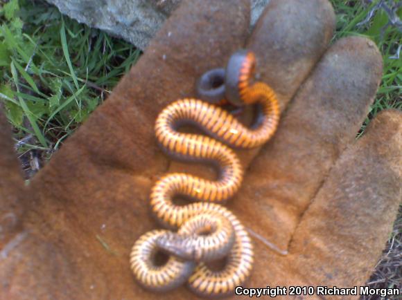 San Bernardino Ring-necked Snake (Diadophis punctatus modestus)