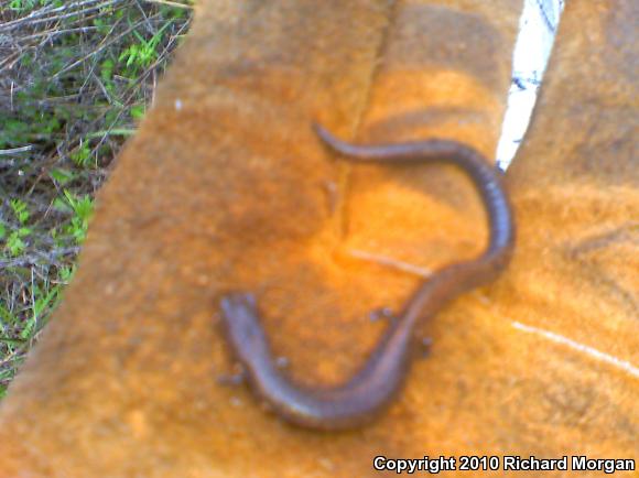 Black-bellied Slender Salamander (Batrachoseps nigriventris)