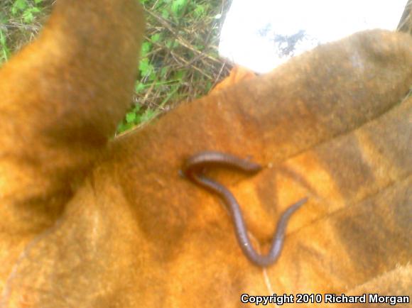 Black-bellied Slender Salamander (Batrachoseps nigriventris)