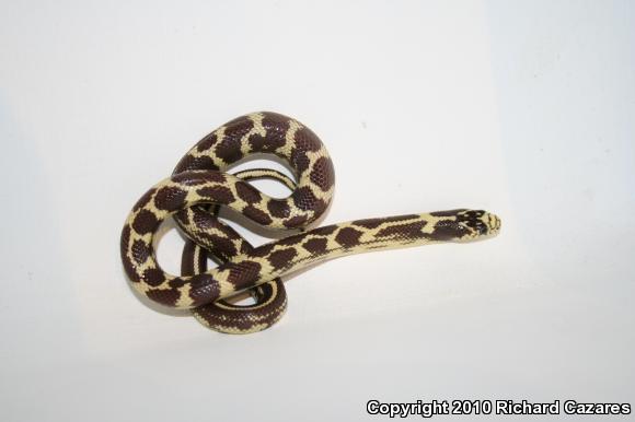 California Kingsnake (Lampropeltis getula californiae)