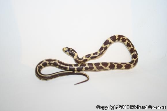 California Kingsnake (Lampropeltis getula californiae)