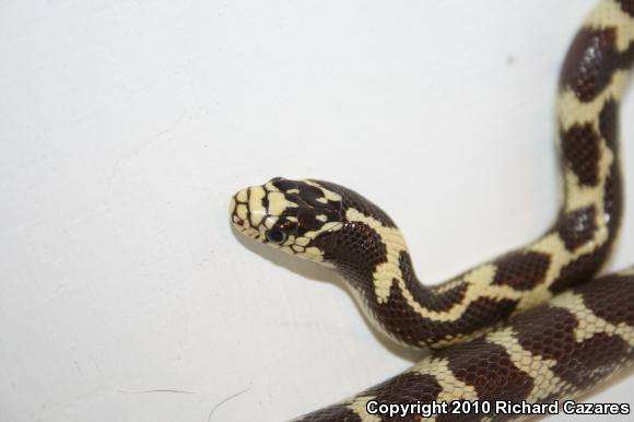 California Kingsnake (Lampropeltis getula californiae)