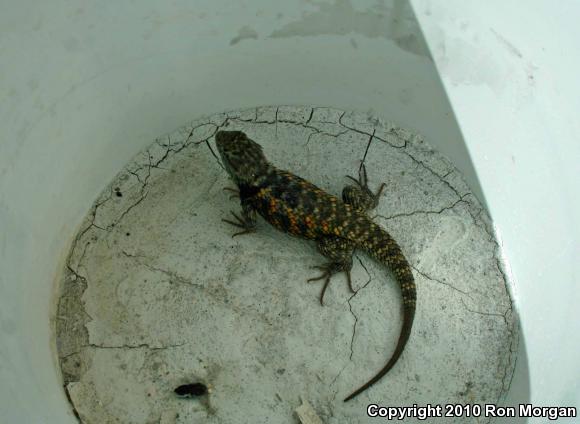 Desert Spiny Lizard (Sceloporus magister)