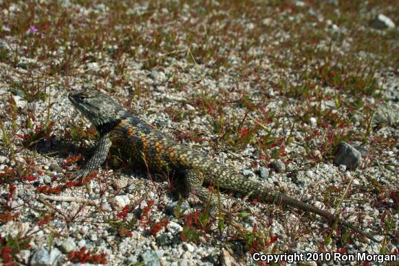 Desert Spiny Lizard (Sceloporus magister)