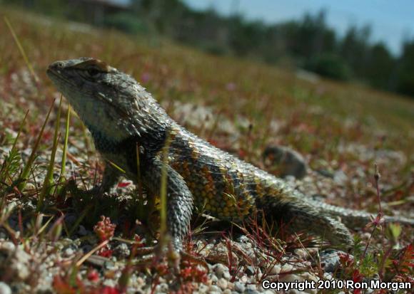 Desert Spiny Lizard (Sceloporus magister)