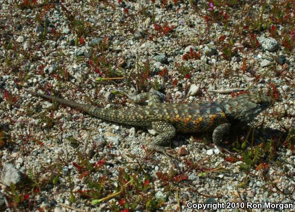 Desert Spiny Lizard (Sceloporus magister)