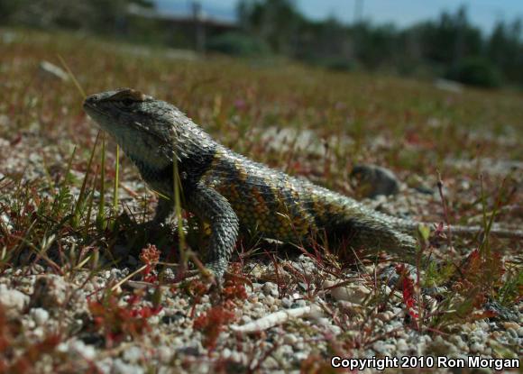 Desert Spiny Lizard (Sceloporus magister)