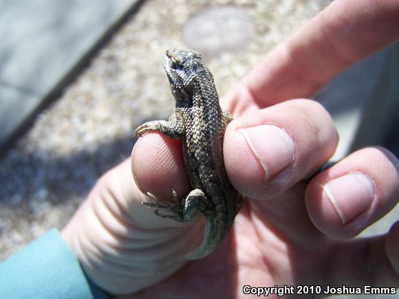 Southwestern Fence Lizard (Sceloporus cowlesi)