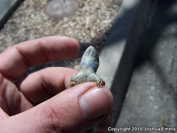 Southwestern Fence Lizard (Sceloporus cowlesi)