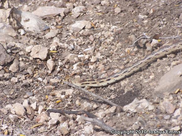 Great Basin Gopher Snake (Pituophis catenifer deserticola)