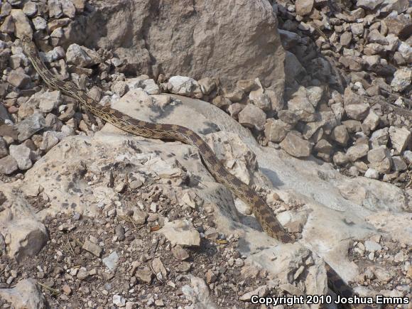 Great Basin Gopher Snake (Pituophis catenifer deserticola)