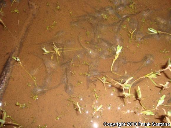 Western Spadefoot (Spea hammondii)