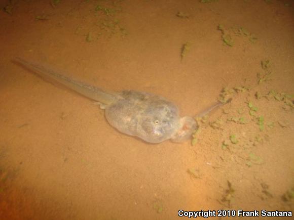 Western Spadefoot (Spea hammondii)