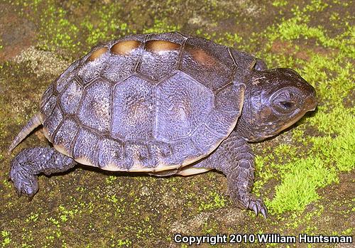 Eastern Box Turtle (Terrapene carolina carolina)