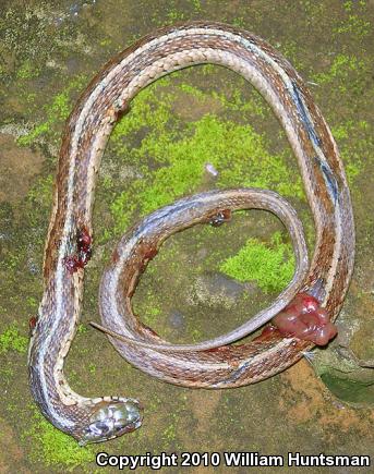 Eastern Gartersnake (Thamnophis sirtalis sirtalis)