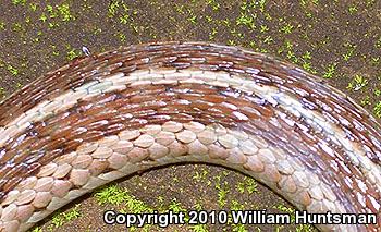 Eastern Gartersnake (Thamnophis sirtalis sirtalis)